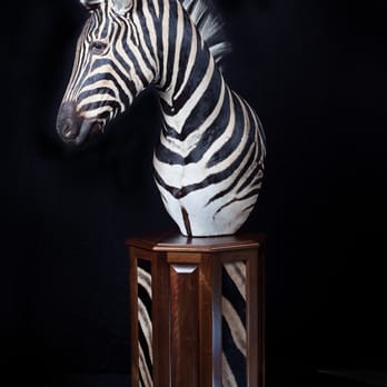 Brush Country Studios - Zebra Pedestal taxidermy mount - Taxidermy Near Me - Cypress, Texas Brush Country Studios - Zebra Pedestal taxidermy mount - Taxidermy Near Me - Cypress, Texas