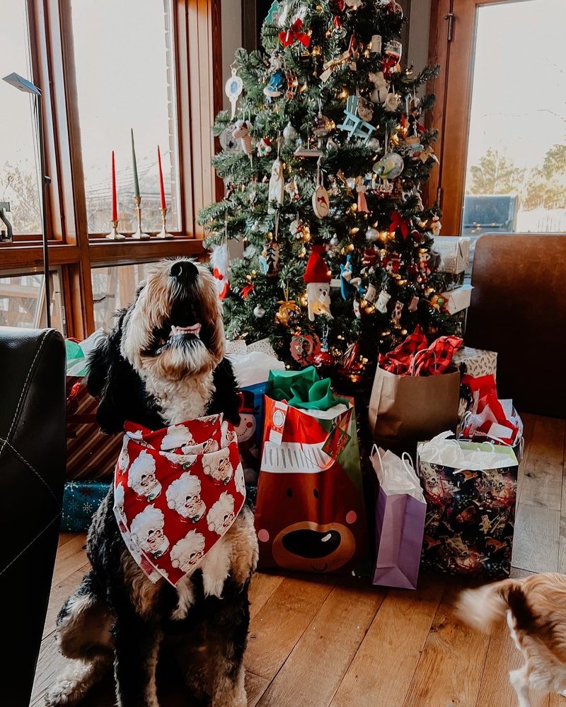 PAW PRINTS SALON Updated September 2024 211 N Clay St, Marshfield