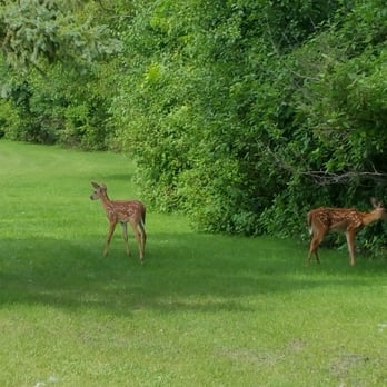 High Cliff Public Golf Course - ... young fawns sneaking out onto #5 - Golf Near Me - Sherwood, Wisconsin High Cliff Public Golf Course - ... young fawns sneaking out onto #5 - Golf Near Me - Sherwood, Wisconsin