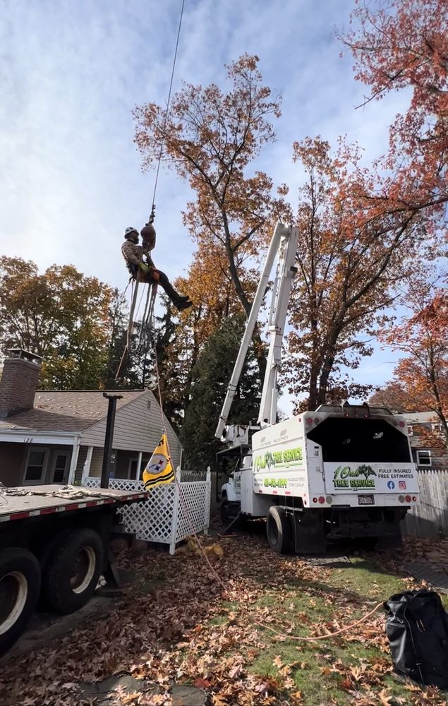 1 Oak Tree Service - tree service in Springfield, MA