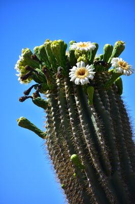 Lost Dutchman State Park by null