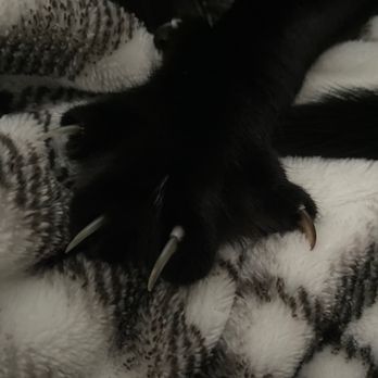 Tabby Manor - Cat Claws - Pet Sitting Near Me Tabby Manor - Cat Claws - Pet Sitting Near Me