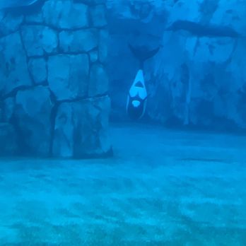 Aquatica Orlando - Playful Commerson's Dolphins - Water Parks Near Me - Orlando, Florida Aquatica Orlando - Playful Commerson's Dolphins - Water Parks Near Me - Orlando, Florida