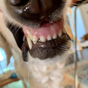 Deogi Pointe - Silver from kennel on her teeth - Pet Training Near Me - Kansas City, Missouri Deogi Pointe - Silver from kennel on her teeth - Pet Training Near Me - Kansas City, Missouri