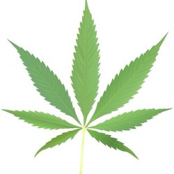 Queen Of Dragons - Best selection of indica/sativa strains. Edibles and oils.