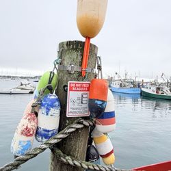 The Newport Lobster Shack