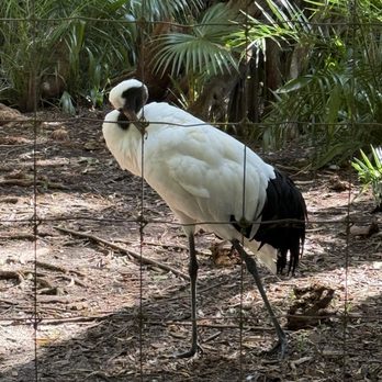 Palm Beach Zoo - crane - Zoos Near Me - West Palm Beach, Florida