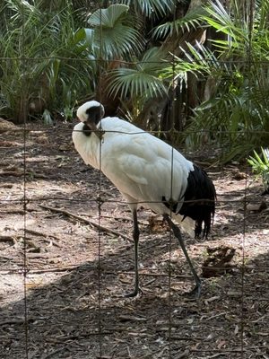 Palm Beach Zoo & Conservation Society by null