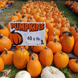 Hurley Farm - So many pumpkins