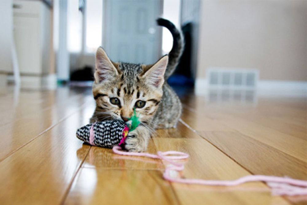 THE KITTY SITTY - Updated 05/2025 - 12 Reviews - Reseda, California ...