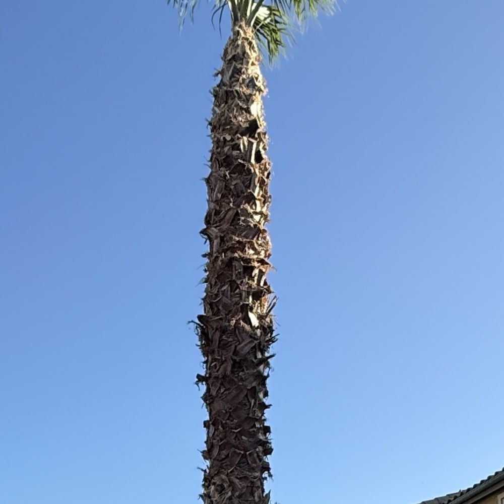 Nieto's Tree Care - After - Tree Services Near Me Nieto's Tree Care - After - Tree Services Near Me