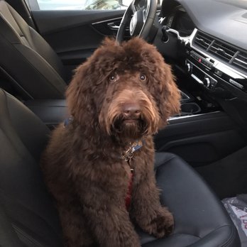 fur pal grooming spa