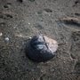 Photo of Mayo Beach