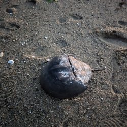 Mayo Beach - 9/28/2024