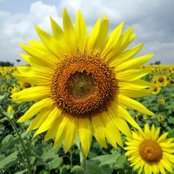 Sunflower Counseling