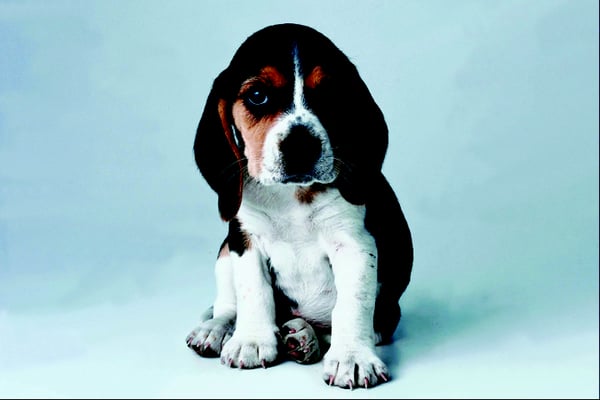 Honeylane Pet Grooming