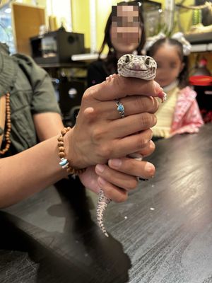 Santa Fe Reptile and Bug Museum by null