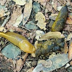 Baltimore Canyon - Not sure what this banana slug was doing