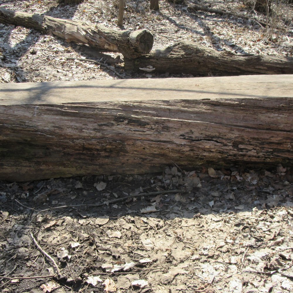 Abraham Lincoln County Park - Sitting bench made from an old tree. - Hiking Near Me - Webster, New York Abraham Lincoln County Park - Sitting bench made from an old tree. - Hiking Near Me - Webster, New York
