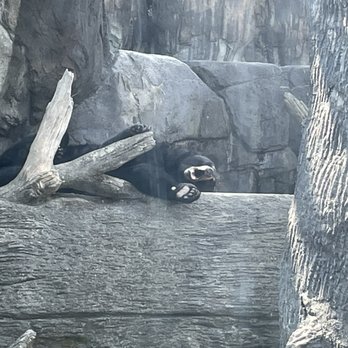 Zoo Knoxville - Zoos Near Me - Knoxville, Tennessee Zoo Knoxville - Zoos Near Me - Knoxville, Tennessee