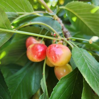 Alpine Blue Farms - Pick Your Own Farms Near Me - Stockton, California Alpine Blue Farms - Pick Your Own Farms Near Me - Stockton, California