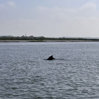 Assateague Explorer - Dolphins - Rafting/Kayaking Near Me - Chincoteague Island, Virginia Assateague Explorer - Dolphins - Rafting/Kayaking Near Me - Chincoteague Island, Virginia