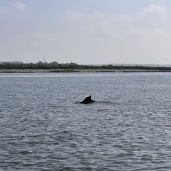 Assateague Explorer - Dolphins