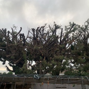 Diablito's Tree Service - #3 juniper tree pruned and trimmed - Tree Services Near Me Diablito's Tree Service - #3 juniper tree pruned and trimmed - Tree Services Near Me