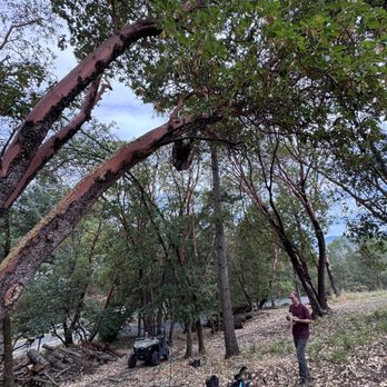 Top Notch Tree Service - A tree service guy in rigging equipment in a tree limb. - Tree Services Near Me - Grants Pass, Oregon Top Notch Tree Service - A tree service guy in rigging equipment in a tree limb. - Tree Services Near Me - Grants Pass, Oregon