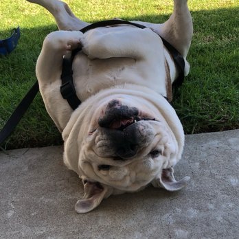Pacific Mobile Grooming - Iggy - Pet Groomers Near Me
