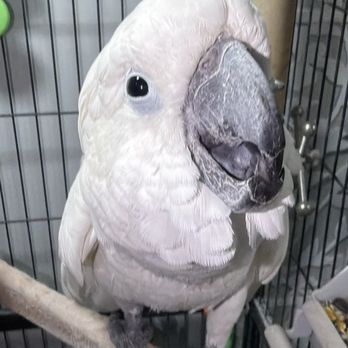 University Veterinary Care Center - Umbrella Cockatoo - Veterinarians Near Me - Topeka, Kansas