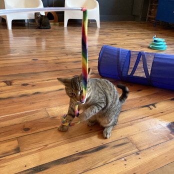 Mac Tabby Cat Cafe - Playing and loving on cats. - Themed Cafes Near Me - Charlotte, North Carolina Mac Tabby Cat Cafe - Playing and loving on cats. - Themed Cafes Near Me - Charlotte, North Carolina