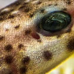 Galway Atlantaquaria - Get up close to our native sharks like Dogfish, Bull-huss, and Starry Smoothhounds.