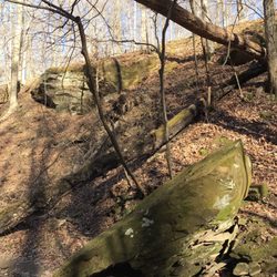 Morgan-Monroe State Forest