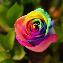 Always In Season Florist - Our beautiful specialty rose, these tie-dye roses are unique to our shop.