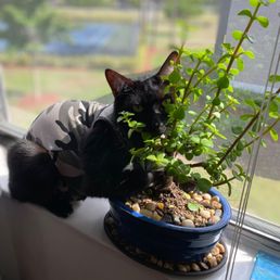 Our cat slink!