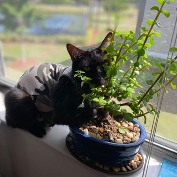 Healthy Pets Boca North - Our cat slink! - Veterinarians Near Me - Boca Raton, Florida