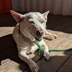 Garage 79 - Pup friendly!