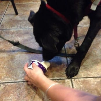 Emack & Bolio's - Doggie Sundaes! - Ice Cream & Frozen Yogurt Near Me - Charlestown, Massachusetts