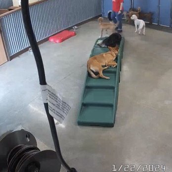 Camp Bow Wow - Pet Boarding Near Me - San Ramon, California