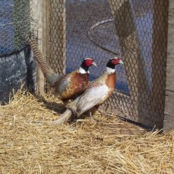 MacFarlane Pheasants