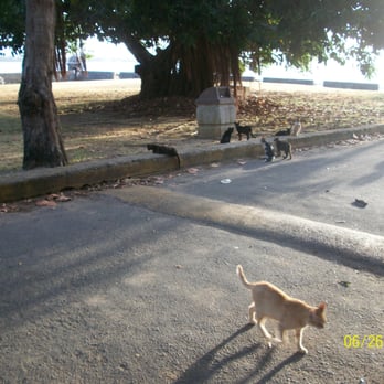 Save a Gato - Animal Shelters Near Me - San Juan, Puerto Rico Save a Gato - Animal Shelters Near Me - San Juan, Puerto Rico