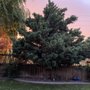 Photo of Classic Tree