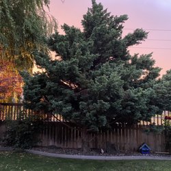 Classic Tree - This tree was full of dead needles