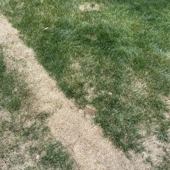 Fort Collins Connexion - Dead grass from installation - Internet Service Providers Near Me - Fort Collins, Colorado