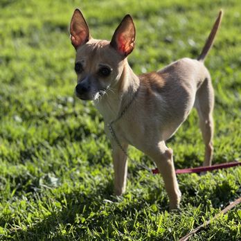 Lorenzo's Dog Training Team - Pet Training Near Me Lorenzo's Dog Training Team - Pet Training Near Me
