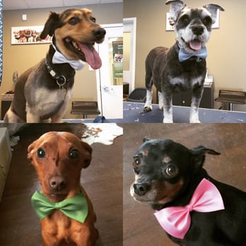 Your Groomers - Sometimes we like to go just a little further and give our extra special clients a gift to take home. - Pet Groomers Near Me - Lower Sackville, Nova Scotia Your Groomers - Sometimes we like to go just a little further and give our extra special clients a gift to take home. - Pet Groomers Near Me - Lower Sackville, Nova Scotia