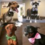 Photo of Your Groomers