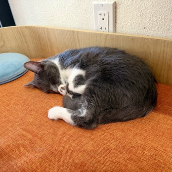 Fluffy Tail Cafe - Coffee & Tea Near Me - Tustin, California