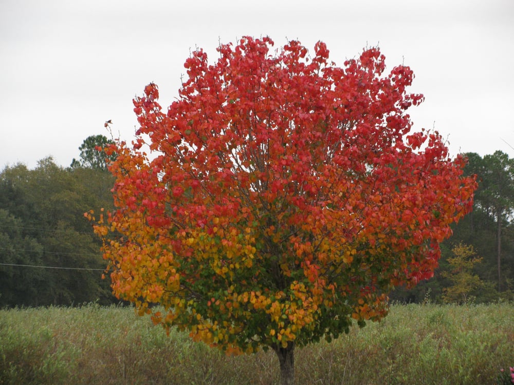 OUTBACK NURSERY Updated September 2024 417 Oakdale Cir, Baxley